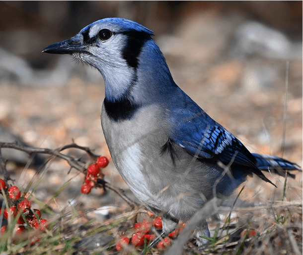 Interior living space at Mabel Chelsea apartments