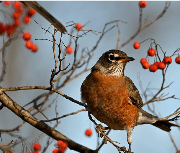 Rooftop view of Chelsea NYC apartments