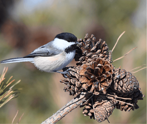 Mabel Chelsea luxury apartment exterior view